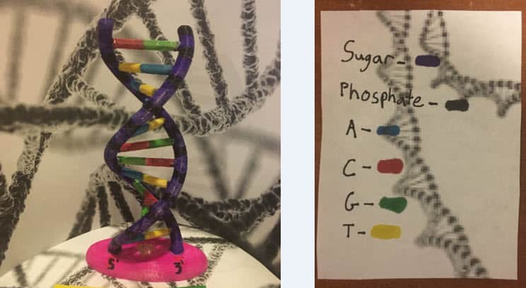 DNA