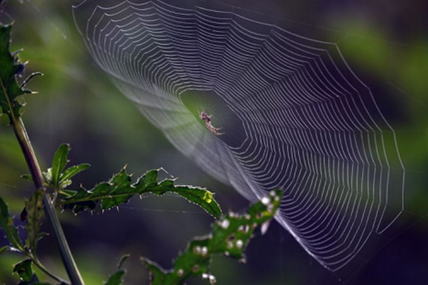 math in nature