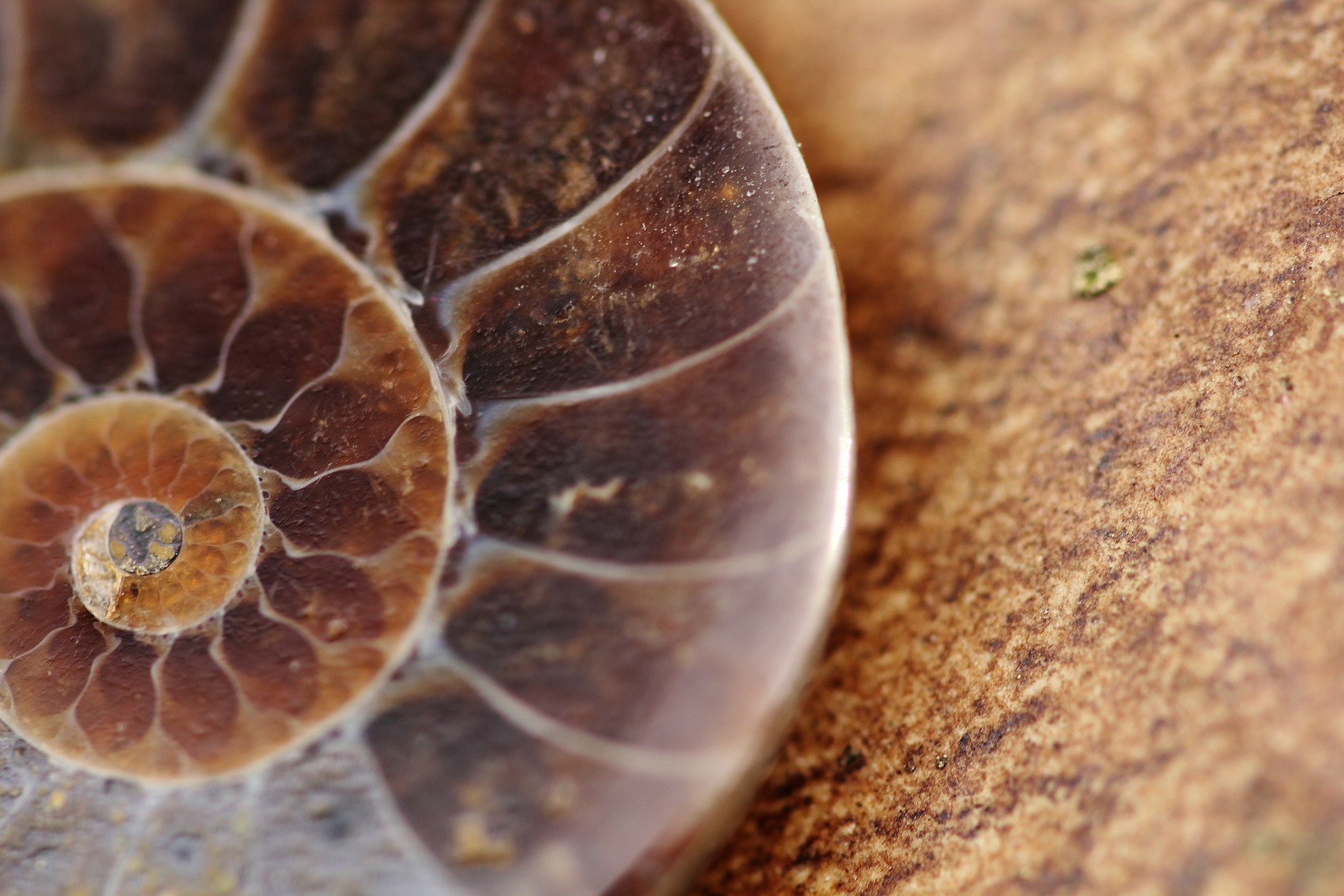 math in nature